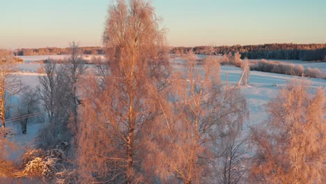 Scenic-aerial-view-of-frozen-birch-tree-during-cold-winter-morning-sunrise