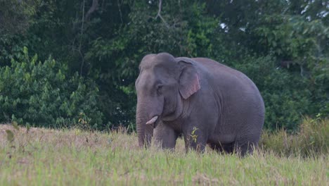 Gesehen,-Wie-Er-Seinen-Rüssel-In-Sein-Maul-Steckt,-Während-Er-Nach-Vorne-Tritt,-Indischer-Elefant-Elephas-Maximus-Indicus,-Thailand
