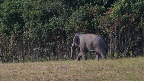 Der-Indische-Elefant-Elephas-Maximus-Indicus-Bewegt-Sich-Nachmittags-Außerhalb-Des-Waldes-Nach-Links,-Thailand
