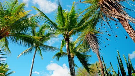 Slow-motion-wide-shot-tall-tropical-coconut-palm-trees-at-the-beach-resort
