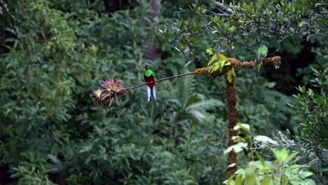 Resplendent-Quetzal-male-and-female-perched-on-branch,-displaying-in-courtship,-San-Gerardo-Costa-Rica