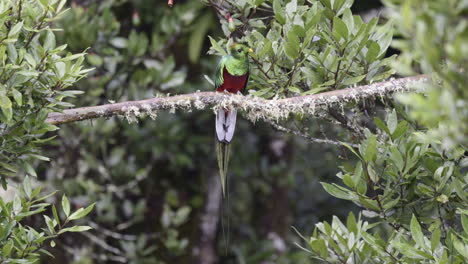 Resplendent-Quetzal-male-perched-on-branch,-looking-around,-San-Gerardo-Costa-Rica