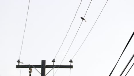 Una-Silueta-De-Un-Rey-Pájaro-Posado-Sobre-Cables-Telefónicos-En-Las-Islas-Caimán.