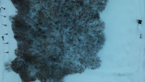 árboles-Cubiertos-De-Nieve-Y-Tierra-Al-Atardecer,-Sereno-Paisaje-Invernal,-Vista-Aérea-De-Arriba-Hacia-Abajo