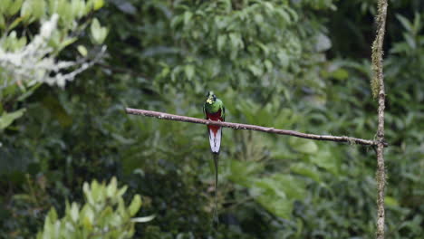Resplandeciente-Macho-De-Quetzal-Posado-En-Una-Rama,-Comiendo-Un-Aguacate-Silvestre,-San-Gerardo-Costa-Rica