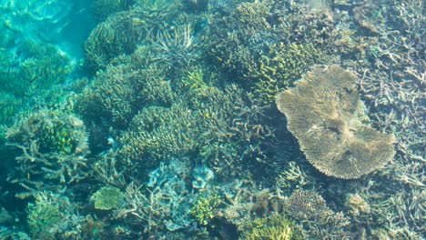 Sanfter-Wellengang-Und-Wellen,-Die-über-Atemberaubende-Korallenriffe-Im-Kristallklaren-Meerwasser-Des-Beliebten-Tauchziels-Raja-Ampat-In-West-Papua,-Indonesien,-Rollen