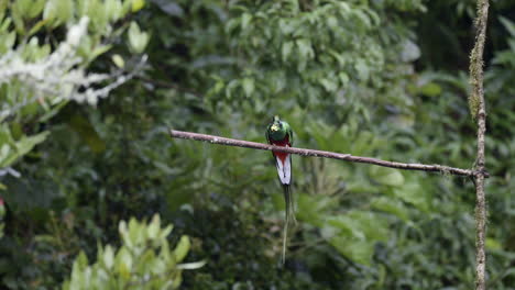 Resplendent-Quetzal-male-perched-on-branch,-eating-a-wild-avocado,-San-Gerardo-Costa-Rica