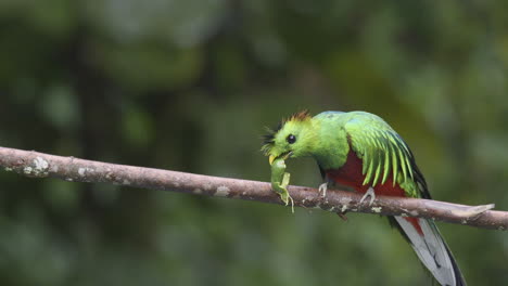 Resplendent-Quetzal-male-perched-on-branch,-eating-a-wild-avocado