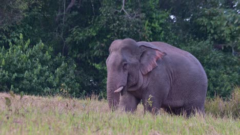 Blick-Nach-Links,-Während-Er-Sich-Von-Einigen-Mineralien-Aus-Dem-Boden-Ernährt,-Während-Die-Kamera-Herauszoomt,-Indischer-Elefant-Elephas-Maximus-Indicus,-Thailand