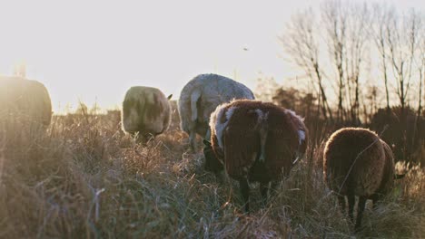 Vacas-Y-Ovejas-Animales-Ganado-Pastando-Vida-Silvestre-Rural-Animales-Naturales-Bajo-El-Sol-Ambiente-De-Luz-Natural-Durante-El-Día