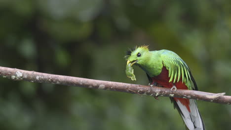 Resplendent-Quetzal-male-perched-on-branch,-eating-a-wild-avocado
