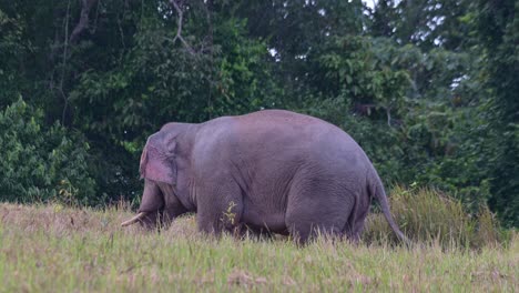 Blick-Nach-Links,-Dann-Bewegung-Mit-Blick-Auf-Den-Wald,-Dann-Drehung-Nach-Links,-Indischer-Elefant-Elephas-Maximus-Indicus,-Thailand