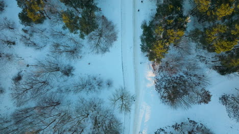 Snowy-forest-path-between-trees-at-winter,-slight-sunlight,-top-down-aerial-view