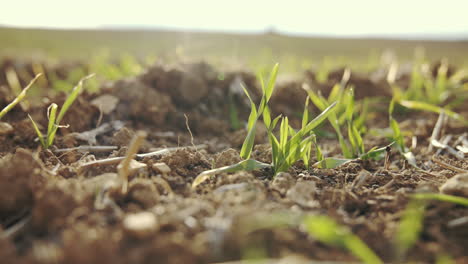 Details-of-applying-fertilizer-to-the-soil,-agricultural-production,-natural-production,-agriculture,-fertilization