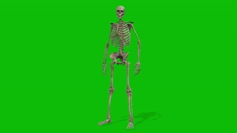 Ein-Skelettierter-3D-Charakter,-Der-Untätig-Auf-Grünem-Bildschirm-Steht,-Nahtlose-3D-Loop-Animation,-Animierte-Schleife-In-Der-Vorderansicht