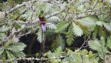 Resplendent-Quetzal-male-perched-on-branch,-other-flying-behind,-San-Gerardo-Costa-Rica