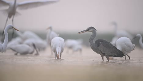 Great-egret-landing-with-Grey-heron-in-Morning