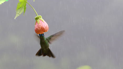 Magnificent-Hummingbird-feeding-on-a-Abutilon-pictum-flower-in-heavy-rain