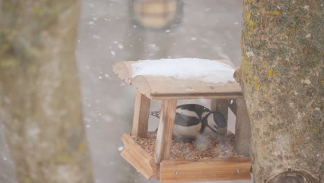Woodpecker-take-seed-from-winter-feeder