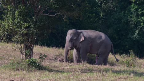 Facing-to-the-left-under-the-tree-while-moving-its-trunk-and-its-male-genital-extended,-Indian-Elephant-Elephas-maximus-indicus,-Thailand