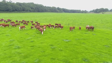 Drone-footage-flying-over-and-around-a-herd-of-brown-cows-in-a-farmer's-field-in-Lancashire,-UK