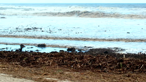 Meeresschutt-In-Untiefen-Und-Am-Strand,-übersät-Mit-Treibholz-Und-Pflanzenmaterial