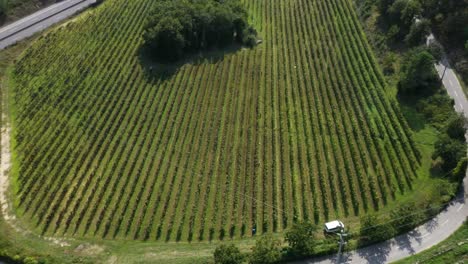 Luftaufnahme-Des-Grünen-Weinbergfeldes-In-Portugal,-Weinbau-Weinrebenfarm
