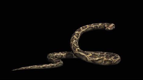 A-snake-python-standing-idle-on-black-background-with-alpha-channel-included-at-the-end-of-the-video,-3D-animation,-front-view,-animated-animals,-seamless-loop-animation