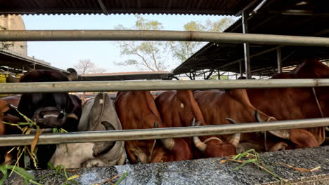 Wide-angle-shot-of-cows-eating-green-fodder-leisurely-in-cowshed