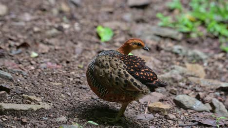 Preening-its-right-side-feathers-and-wing-as-seen-in-the-forest,-Ferruginous-Partridge-Caloperdix-oculeus,-Thailand
