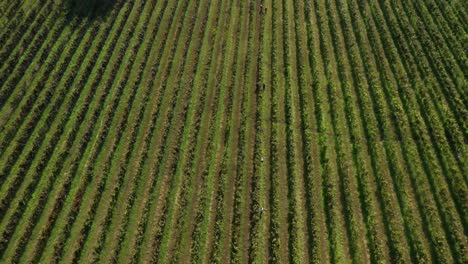 Aerial-View-of-Workers-During-Grape-Harvest-in-Green-Vineyard-Field-in-Portugal,-Viticulture-Grape-Vine-Farm