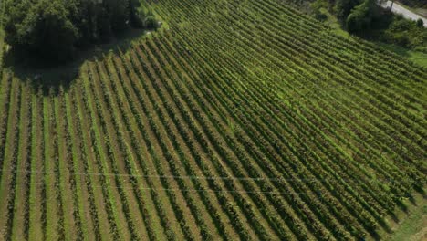Vista-Aérea-Del-Campo-De-Viñedos-Verdes-En-Portugal,-Viticultura-Granja-De-Vid