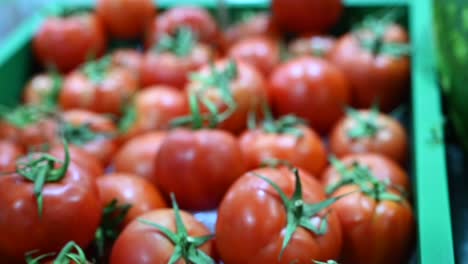 Los-Tomates-Cultivados-Localmente-Se-Exhiben-Y-Se-Ofrecen-A-La-Venta-En-El-Festival-De-Agricultura-En-Los-Emiratos-Árabes-Unidos.