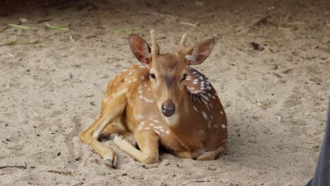 Chital-Spotted-Axis-deer-lays-seated-on-sandy-enclosure-pen-waving-ears