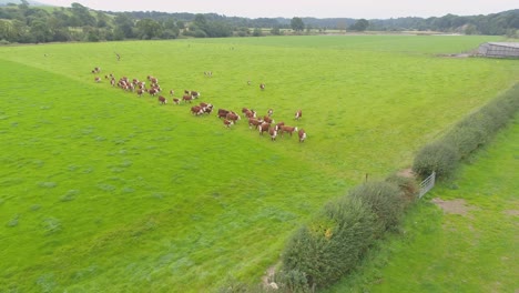 Imágenes-De-Drones-De-Una-Manada-De-Vacas-Marrones-Dirigiéndose-Hacia-El-Granjero-Que-Está-Desconectando-Una-Cerca-Eléctrica-Antes-De-La-Hora-De-Comer-En-Un-Campo-Rural-De-Lancashire