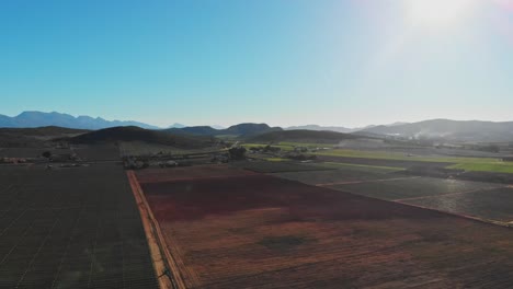 aerial-drone-shot-of-a-stripped-vineyard-block-between-green-thriving-vineyards