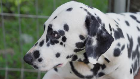 Süßer-Gefleckter-Schwarz-weißer-Dalmatinischer-Hund,-Nahaufnahme-Des-Kopfes-Am-Metallzaun,-Canis-Dalmaticus