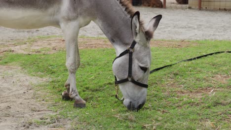 Donkey-or-Equus-africanus-asinus-grazes-on-grass-patch-wearing-bridle-collar-and-leash
