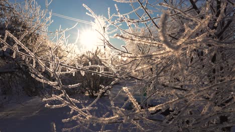 Bright-winter-sunrise,-frozen-tree-branches-with-ice-crystal-phenomenon