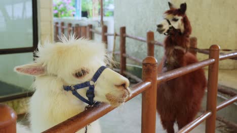 Slender-white-and-brown-alpaca-or-Lama-pacos-looks-over-fence-wearing-a-bridle