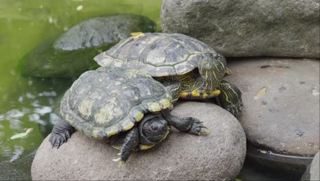 Pair-of-Red-Eared-Slider-turtles-on-smooth-rounded-rock,-Trachemys-scripta-elegans
