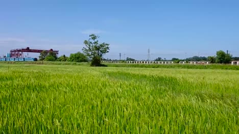 Zugfahrt-Durch-Reisfelder