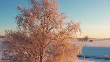 Scenic-view-of-frozen-birch-tree-branches,-chilly-winter-sunrise-illuminate