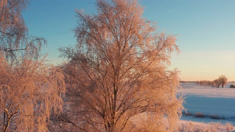 Frozen-birch-tree-in-cold-winter-morning-sun,-ice-crystals-shine-on-branch