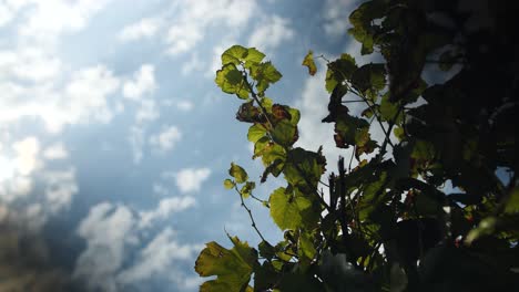 Low-Angle-View-of-Grape-Vine-Branches-and-Leafs-With-Cloudy-Blue-Sky-in-Horizon