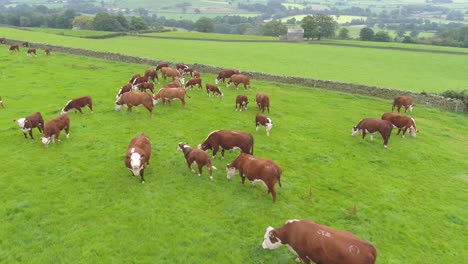 Drone-footage-slowly-moving-over-and-panning-around-a-herd-of-brown-cows-in-a-farmer's-field-in-rural-Lancashire,-England,-UK