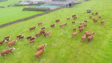 Drone-footage-of-a-herd-of-brown-cows-chasing-after-their-farmer's-vehicle-in-a-field-in-Lancashire,-UK-just-before-feeding