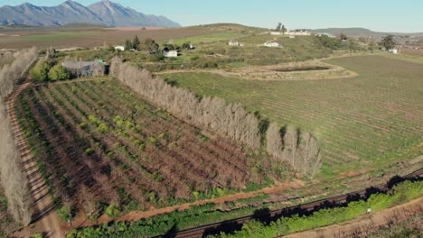 aerial-view-with-a-dolly-movement-flying-over-green-vineyards-on-a-sunny-morning-showcasing-a-scenic-landscape-with-hills-and-mountains-in-the-distance