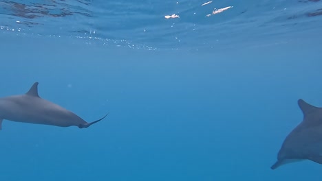 Pair-of-Dolphins-surface-to-breathe-before-diving-deep-into-blue-ocean