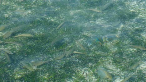 Shoaling-goat-fish-feeding-in-natural-marine-habitat-of-seagrasses-in-the-shallows-of-tropical-island-in-Raja-Ampat,-West-Papua,-Indonesia